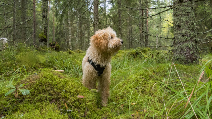 Hund som sitter i skogen