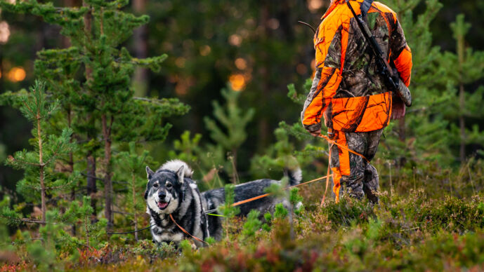 Jägare med jakthund i skogen