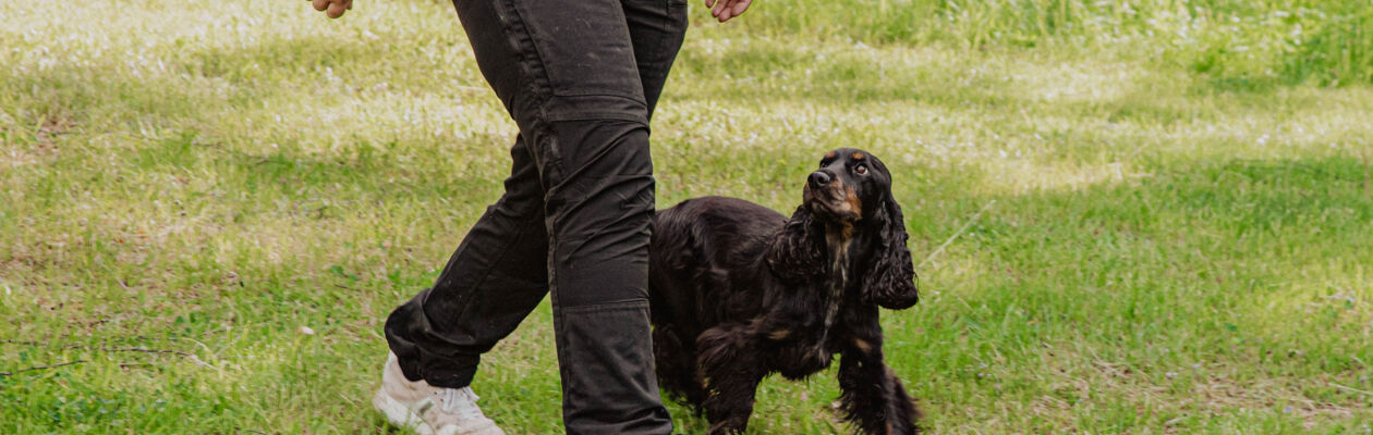 Hund tränar lydnad