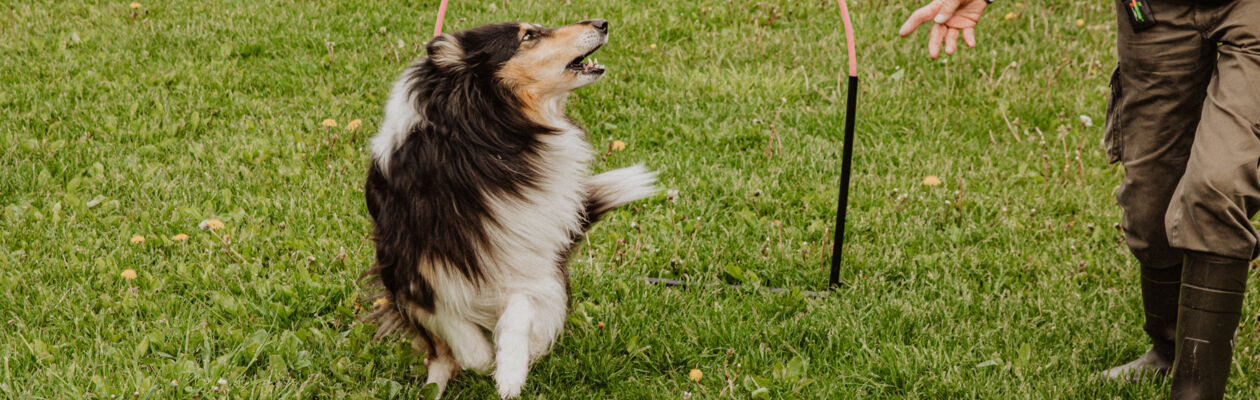 Hund tränar hoopers