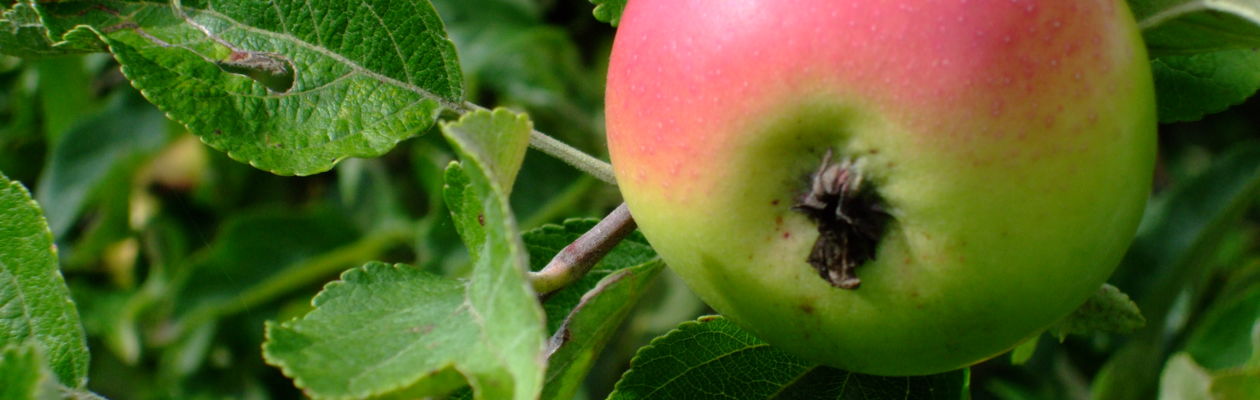 Äpple