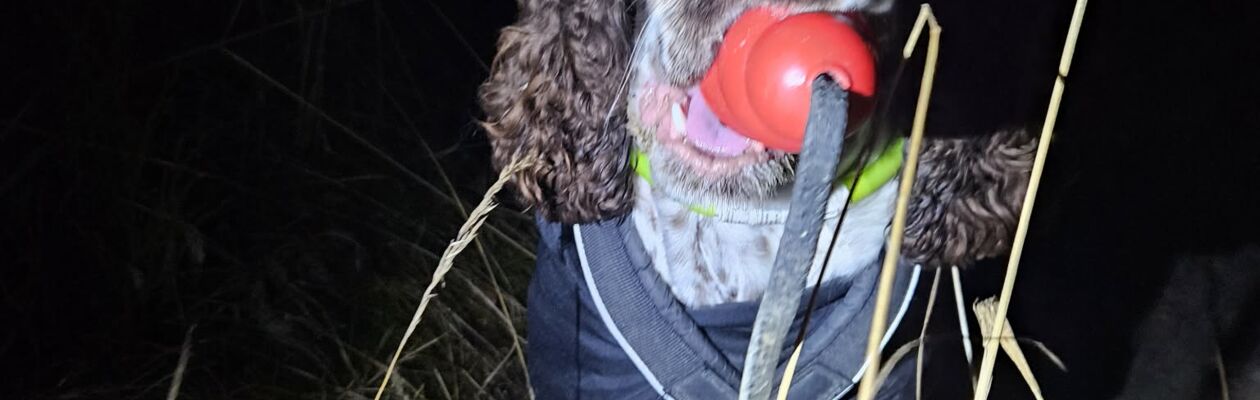 Hund med röd kong i munnen