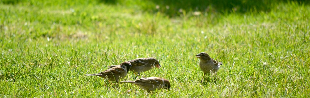 fyra sparvar i gräset en solig dag