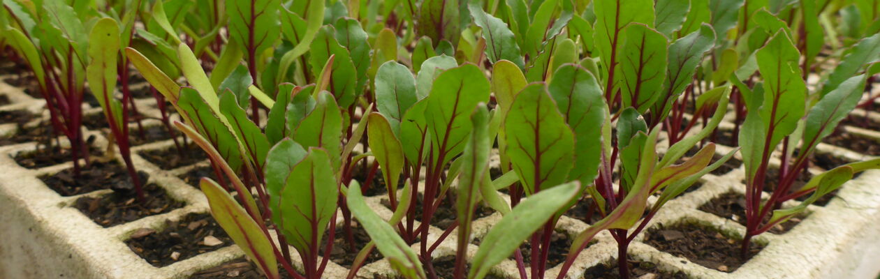 Plantor planterade i frigolit krukor